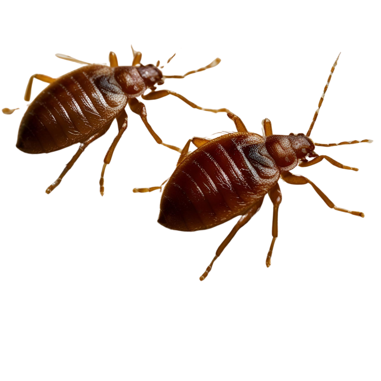 Punaises de lit - traitement professionnel
