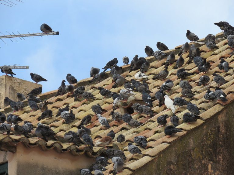 infestation de pigeon sur une toiture de maison, nuisances, salissure et risque sanitaire, intervention de dépigeonnage nécessaire
